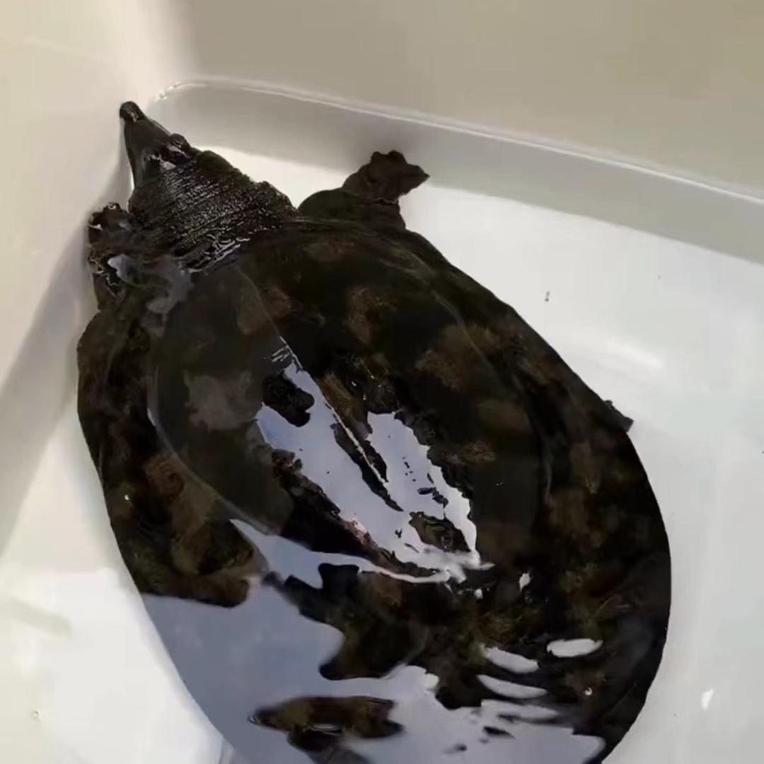 嘉兴新锅土甲鱼