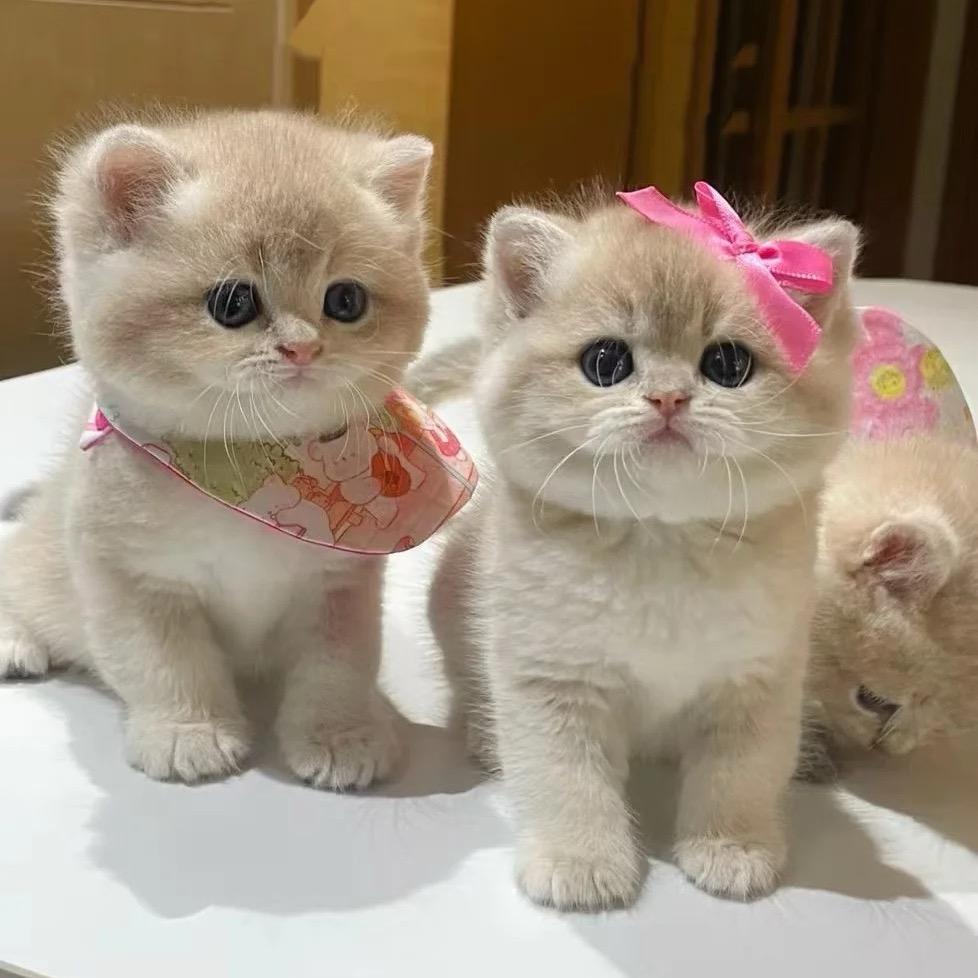 甜心kitty