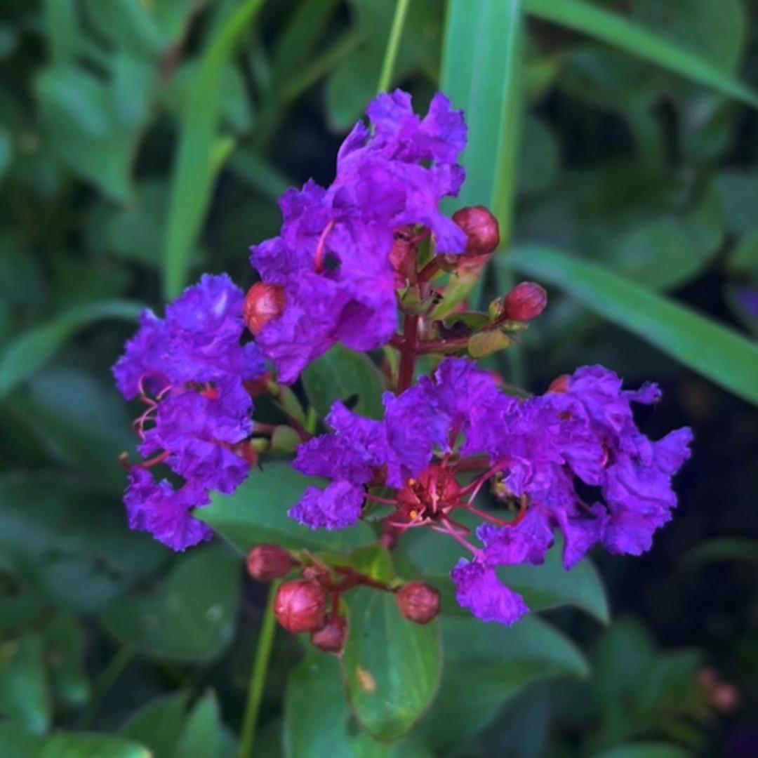 花无缺园艺基地