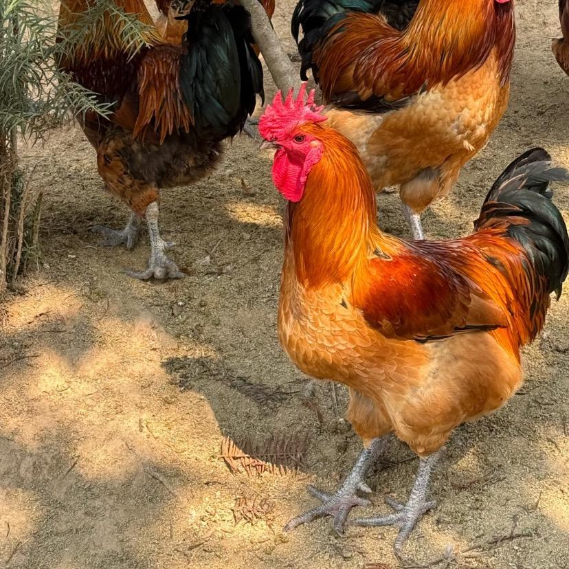 阿鑫土鸡
