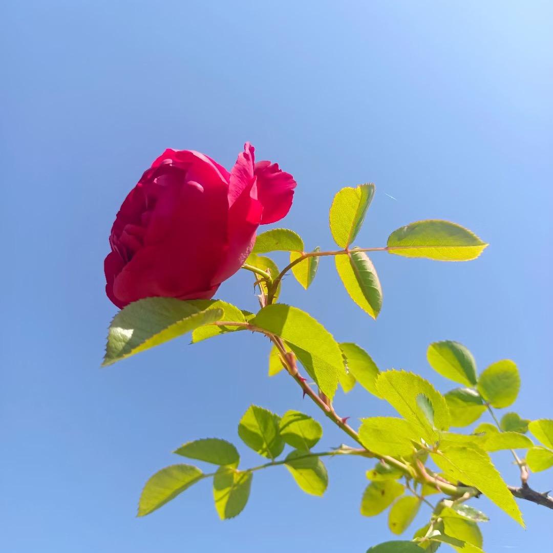 阳阳麻麻