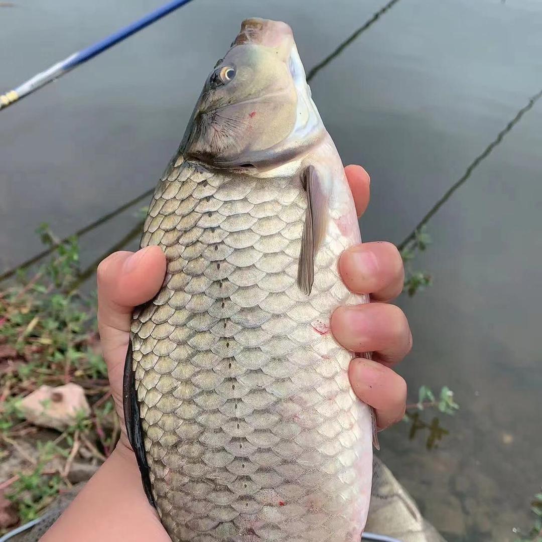 李阳爱钓鱼🎣