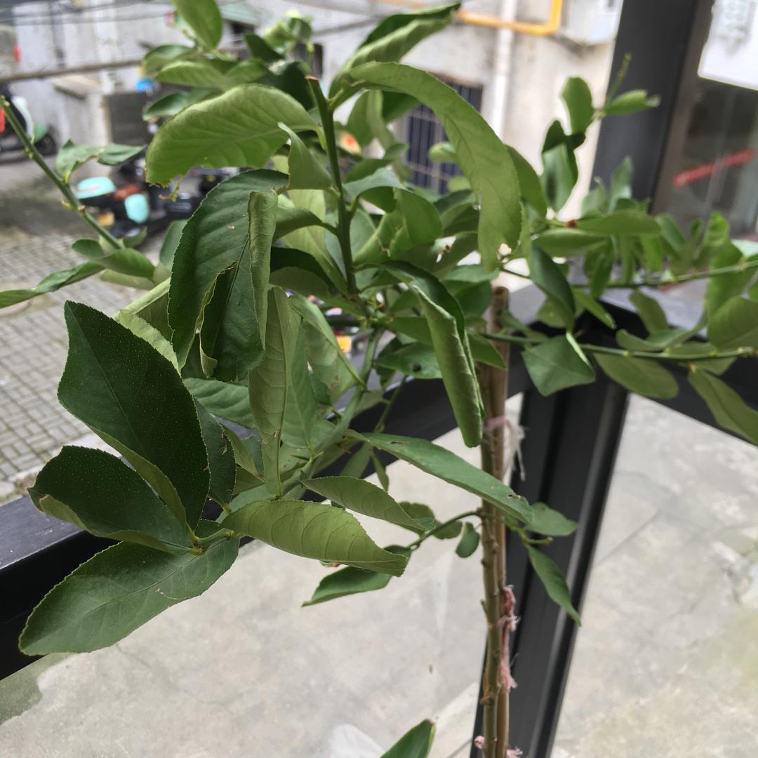 怡游清清阿公