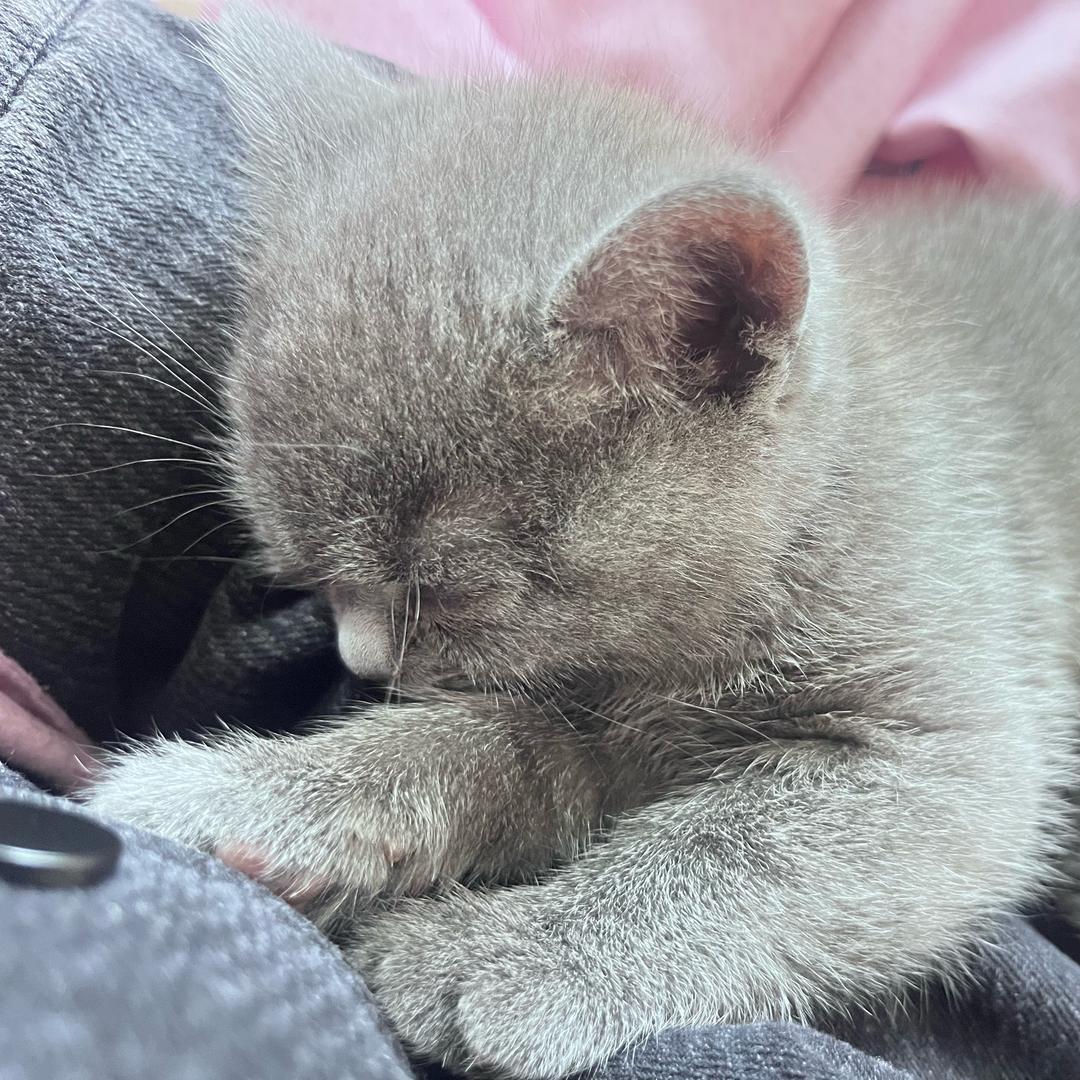瘸腿汤圆🐈