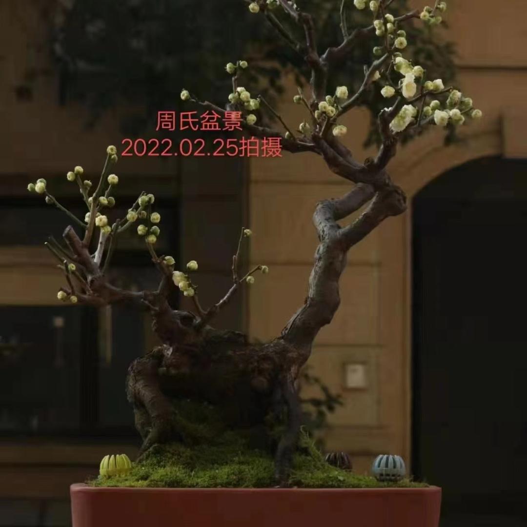 周氏盆景