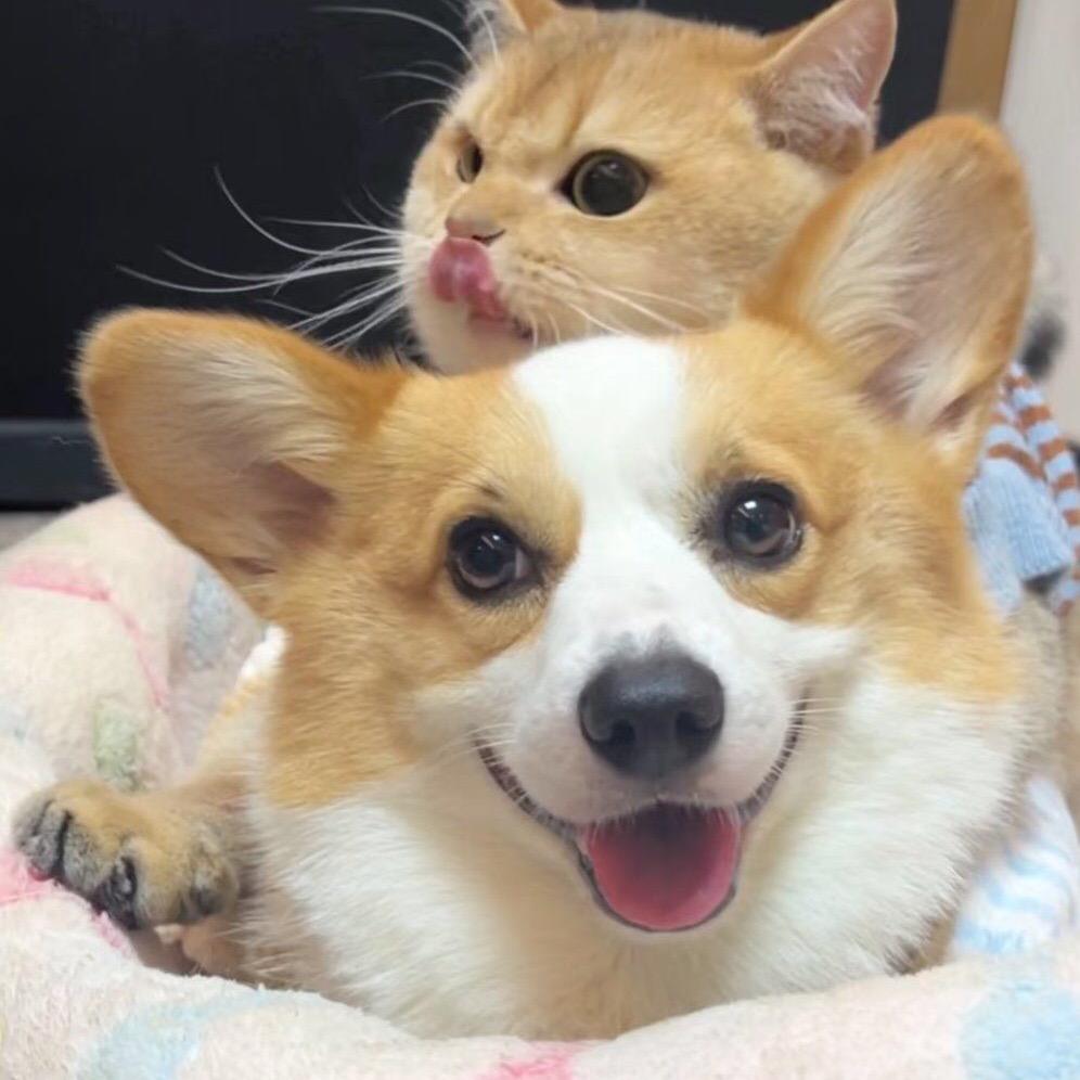 火炎焱