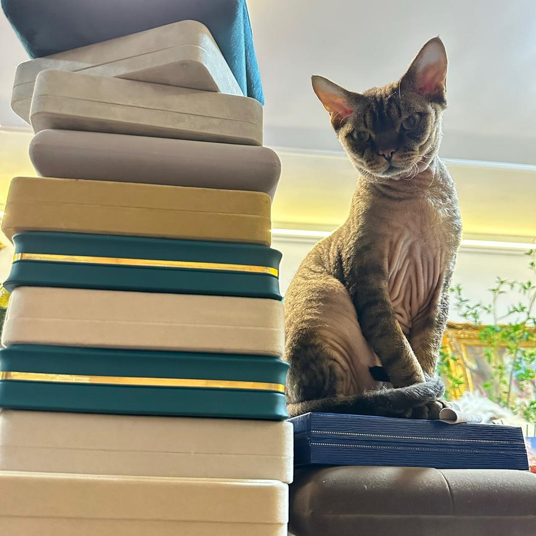 猫猫大佬商贸