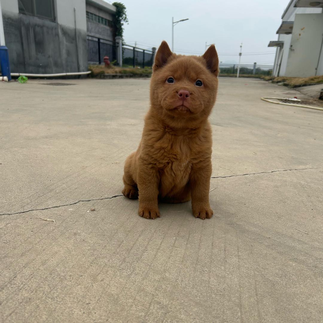 雯乐蝴蝶鲤
