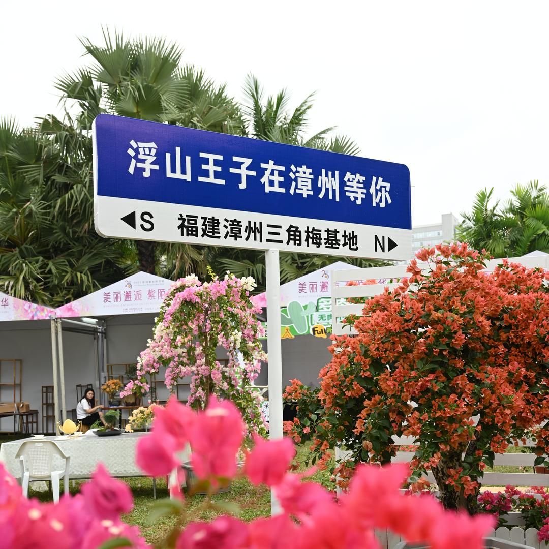 浮山王子三角梅