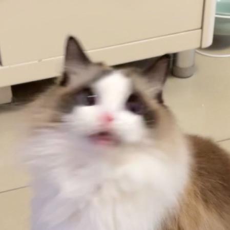 喜欢酷酷小猫
