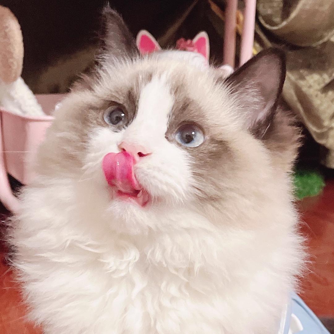 小胖年
