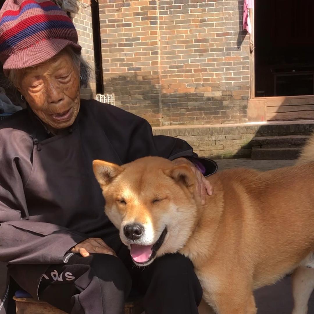 家有中华田园犬qiqiqi（小号）
