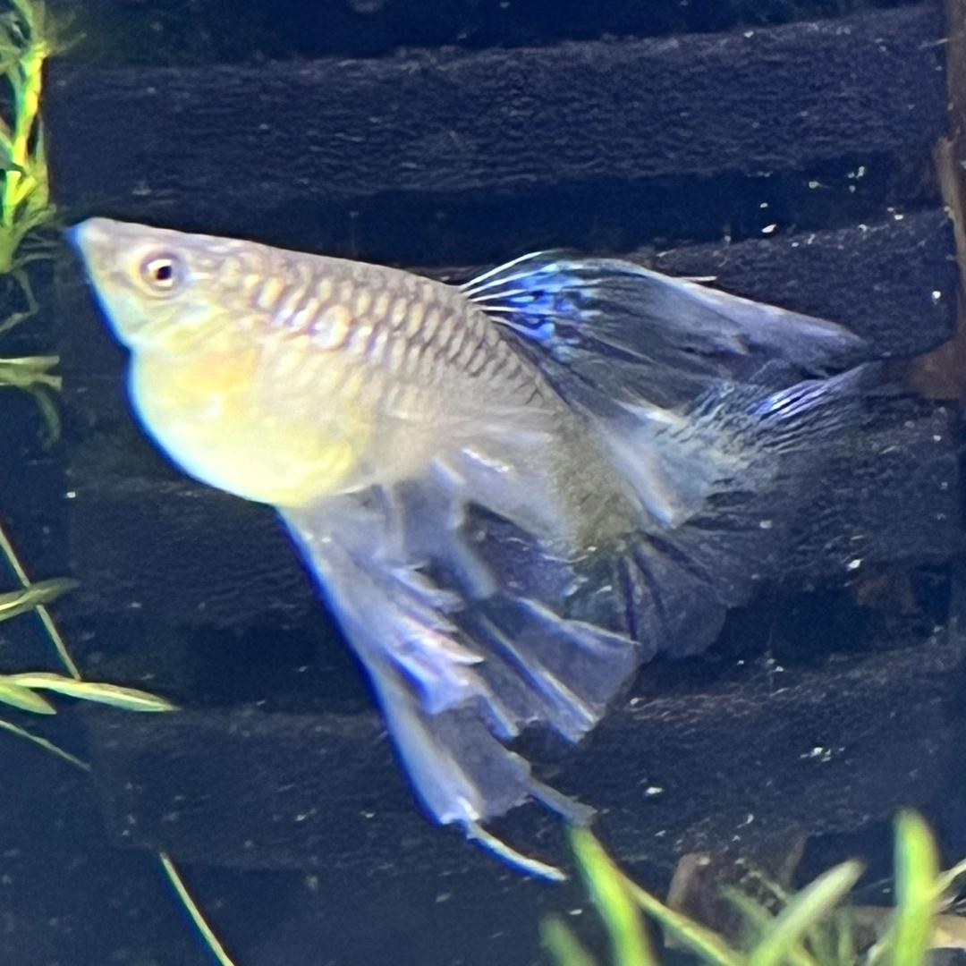 范范热带鱼🐠🐟