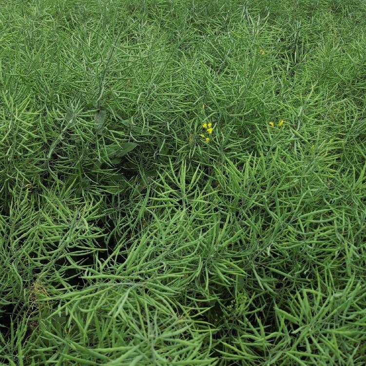 优质油菜厂家