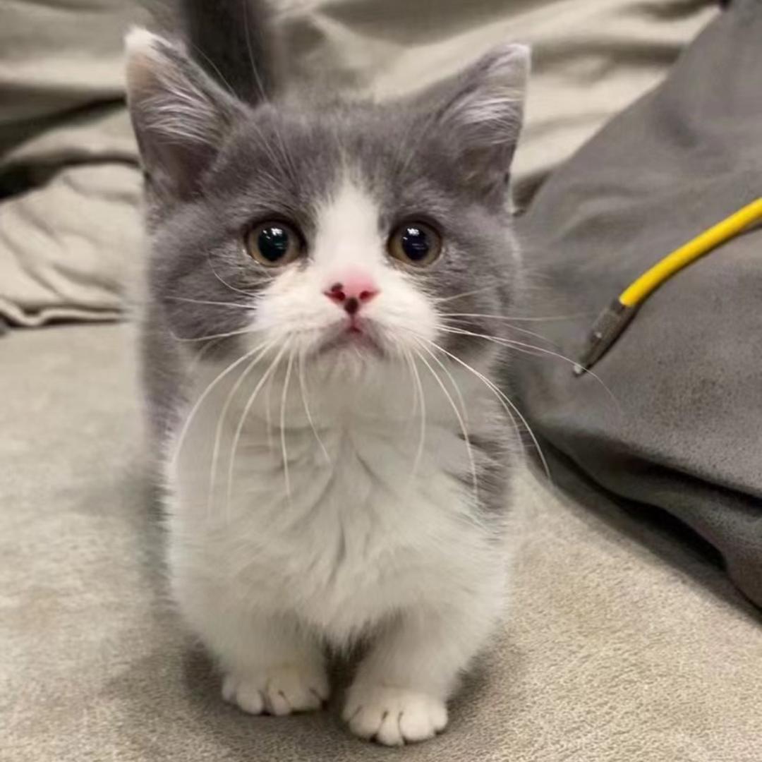 矮脚一点点🐱