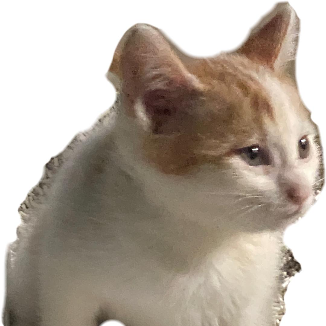淑芬是只🐱