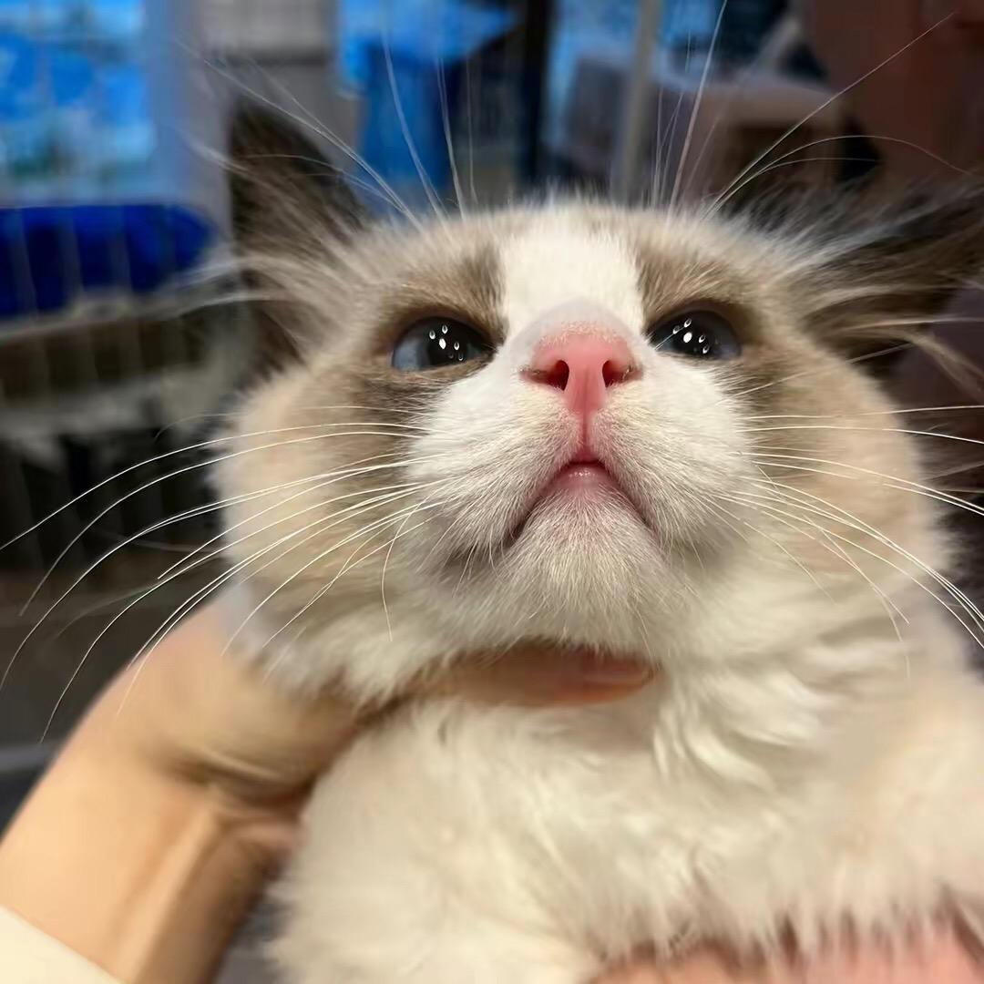 满船清梦压星河