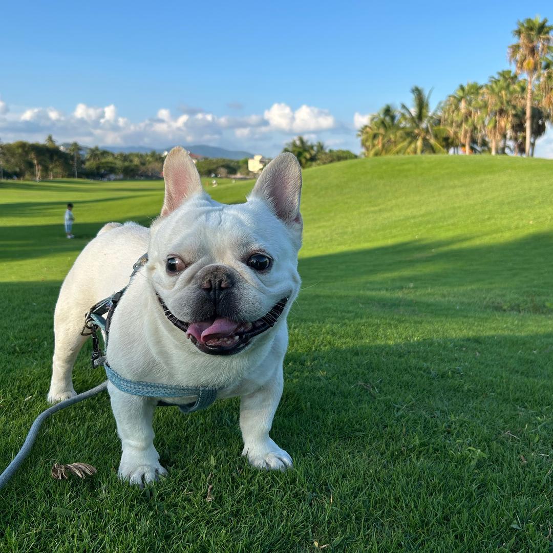 一只二胖小子🐷