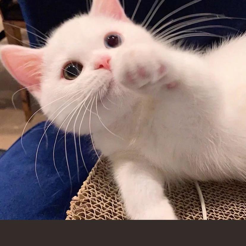 小黑家的猫咪