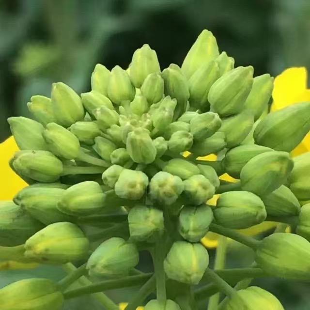 爱你在心里