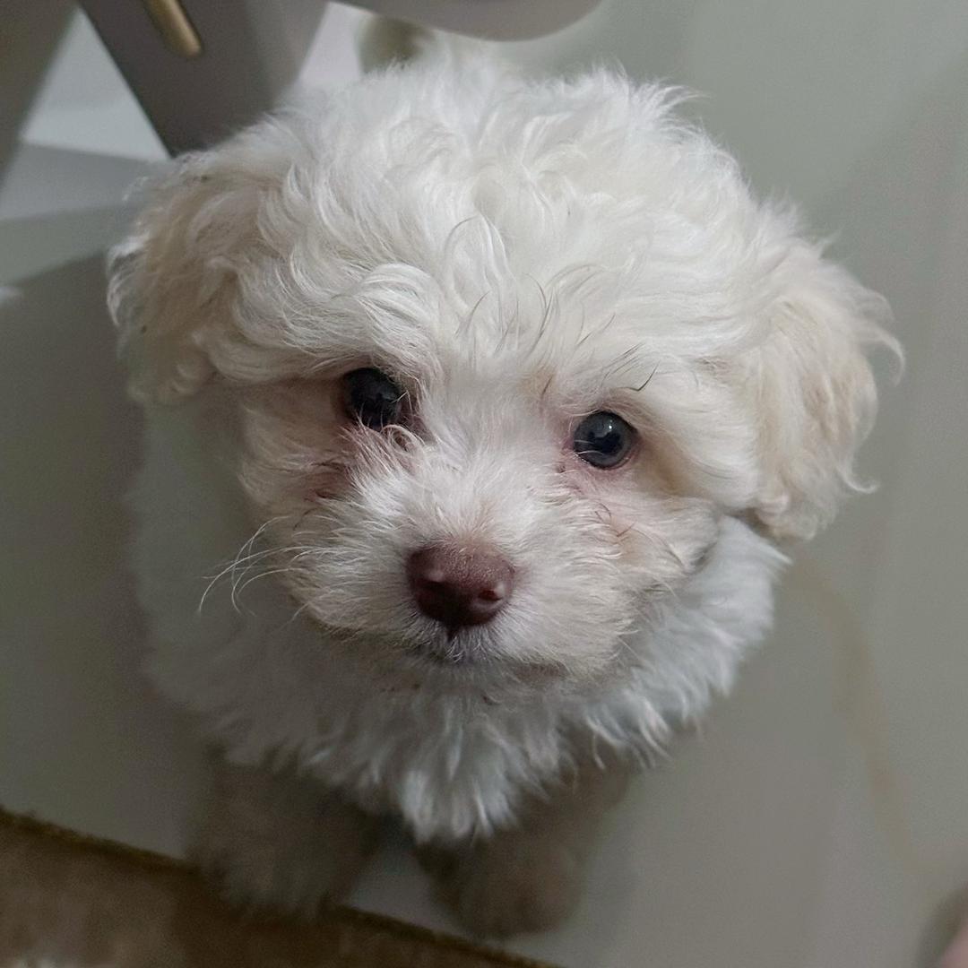 皮皮是只小比熊