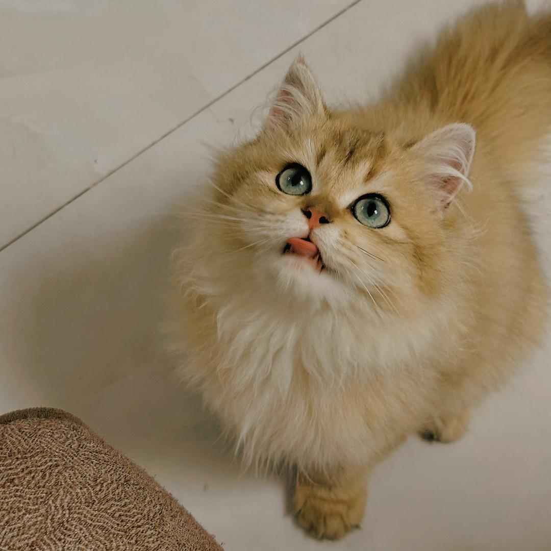 炒鸡菜の猫猫酱