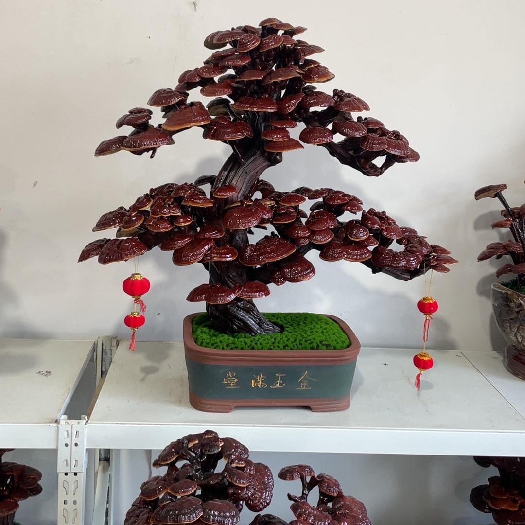 祥瑞灵芝盆景园艺