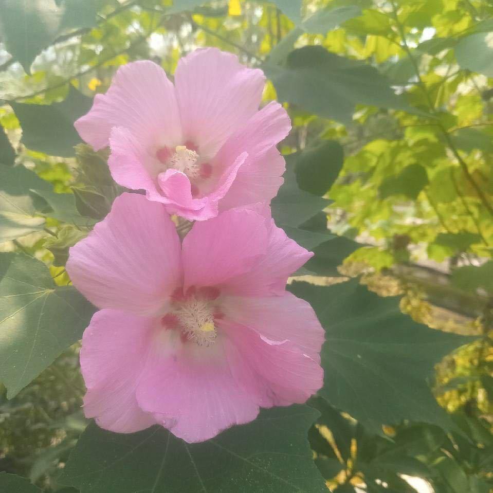 意难平：🌸萍姐🌷