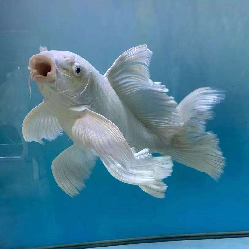 水中仙子聊蝴蝶鲤