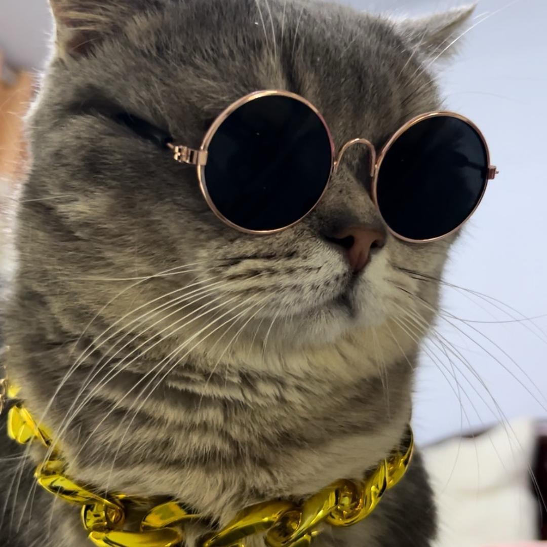 两只圆圆猪🐱