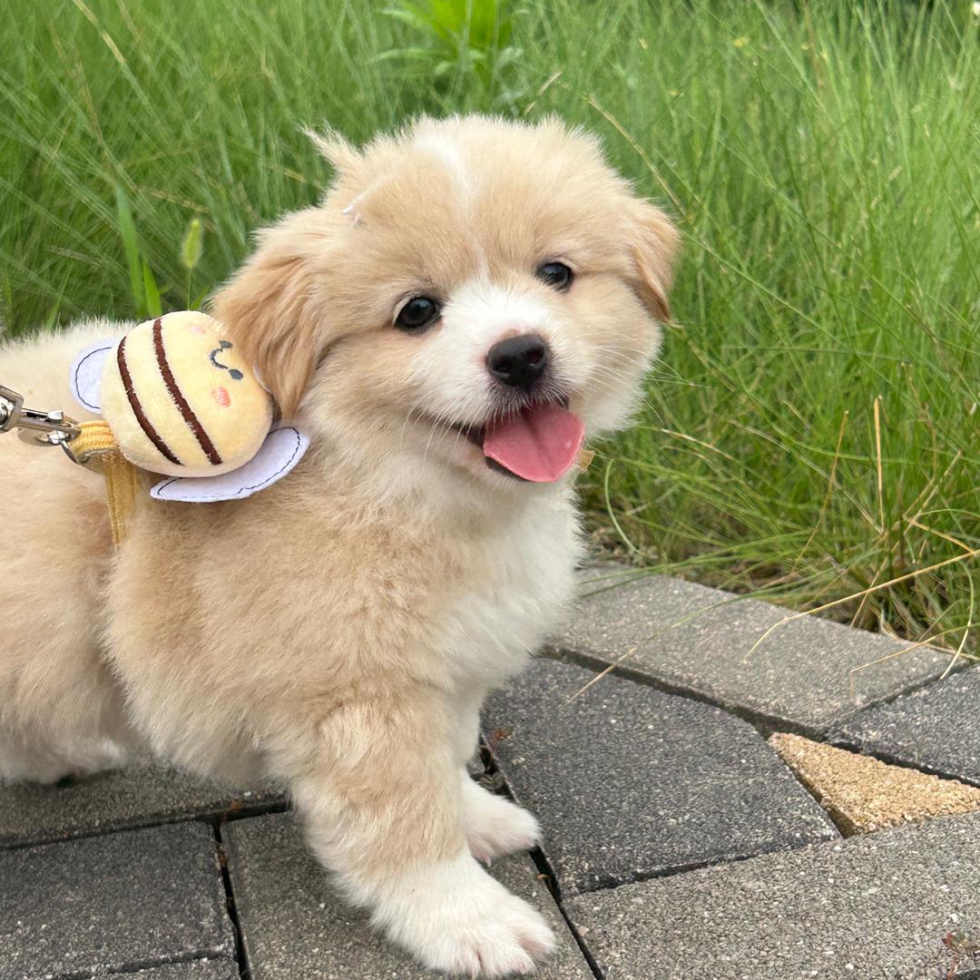 超萌七七仔