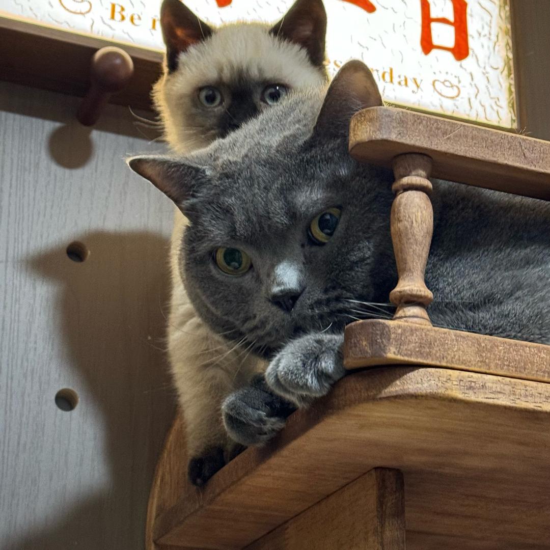 发财涵涵（分享版）