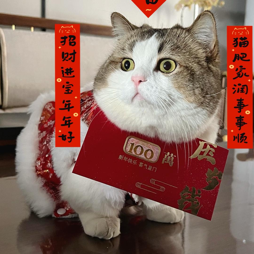咸蛋本蛋