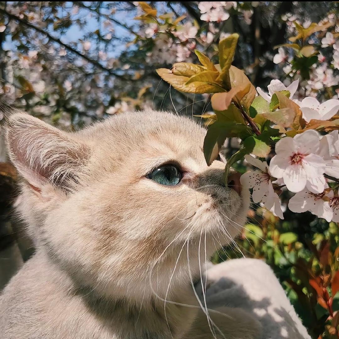 姩纶