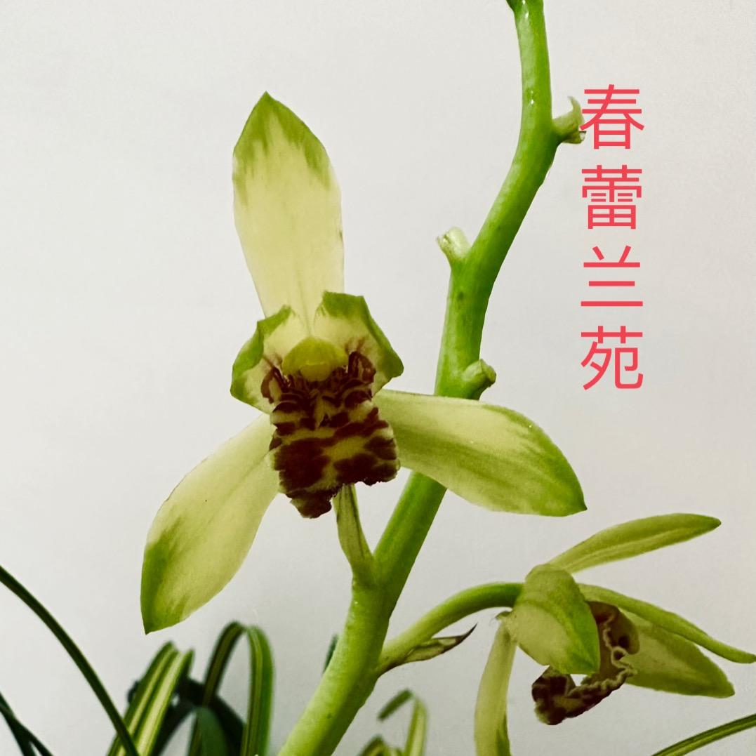 大洪山春蕾兰苑