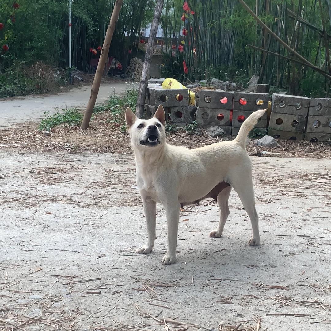 中华实战猎犬