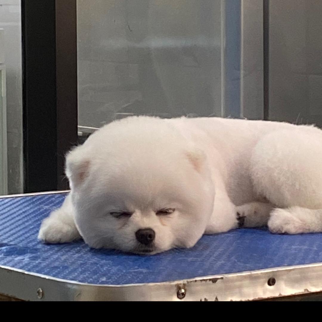 贝贝的毛孩子们（开森宠物）🐶