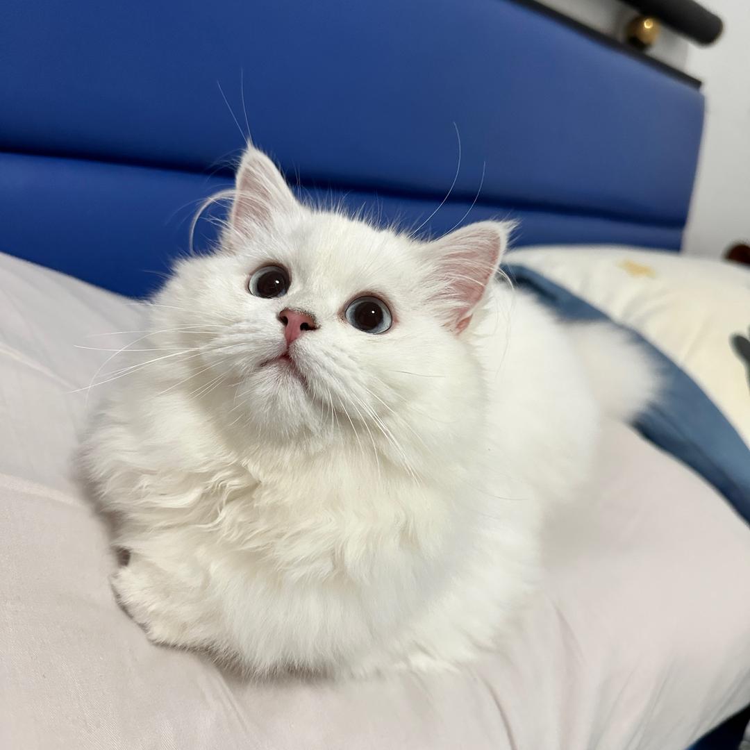 苡沫