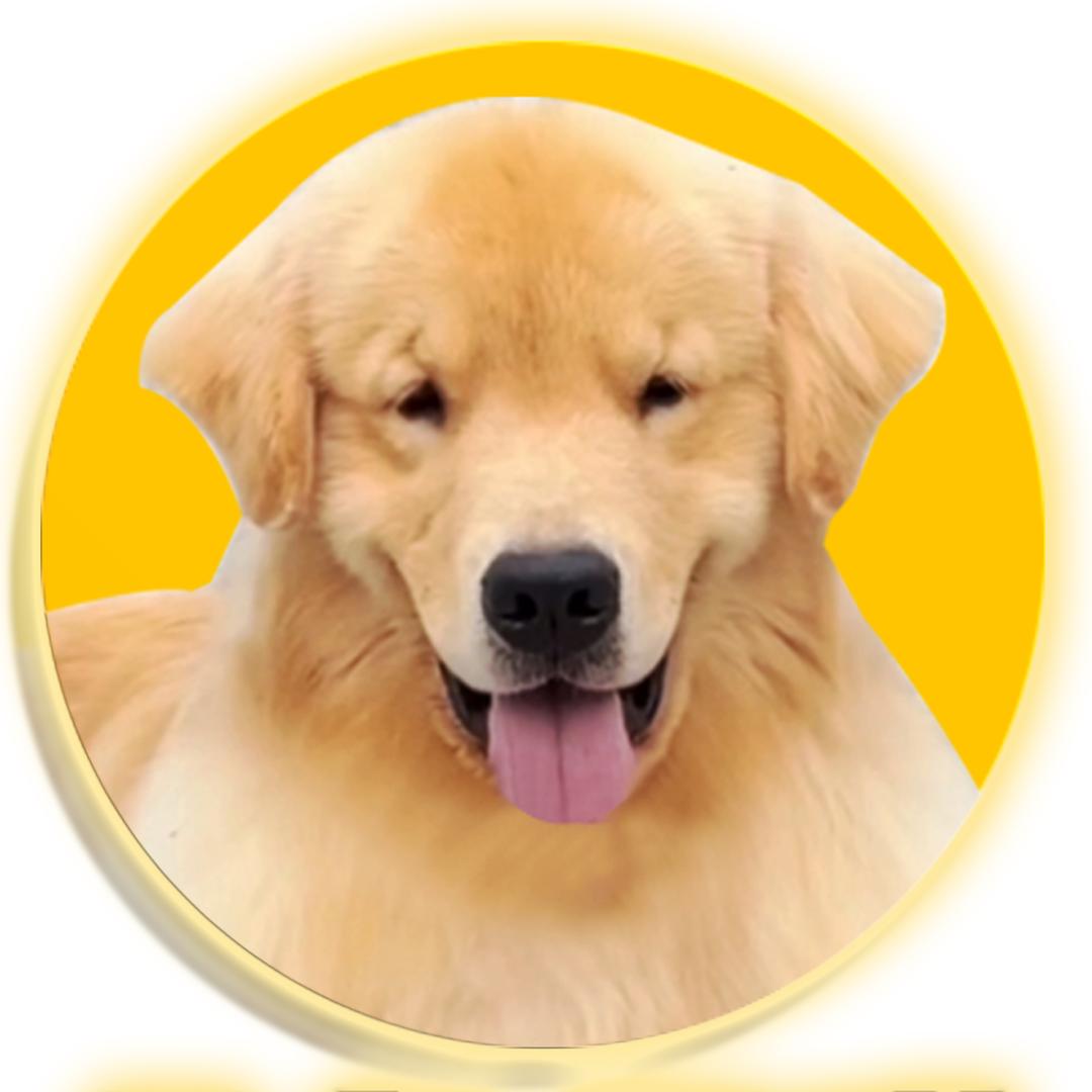 金色晨曦犬舍宋志光