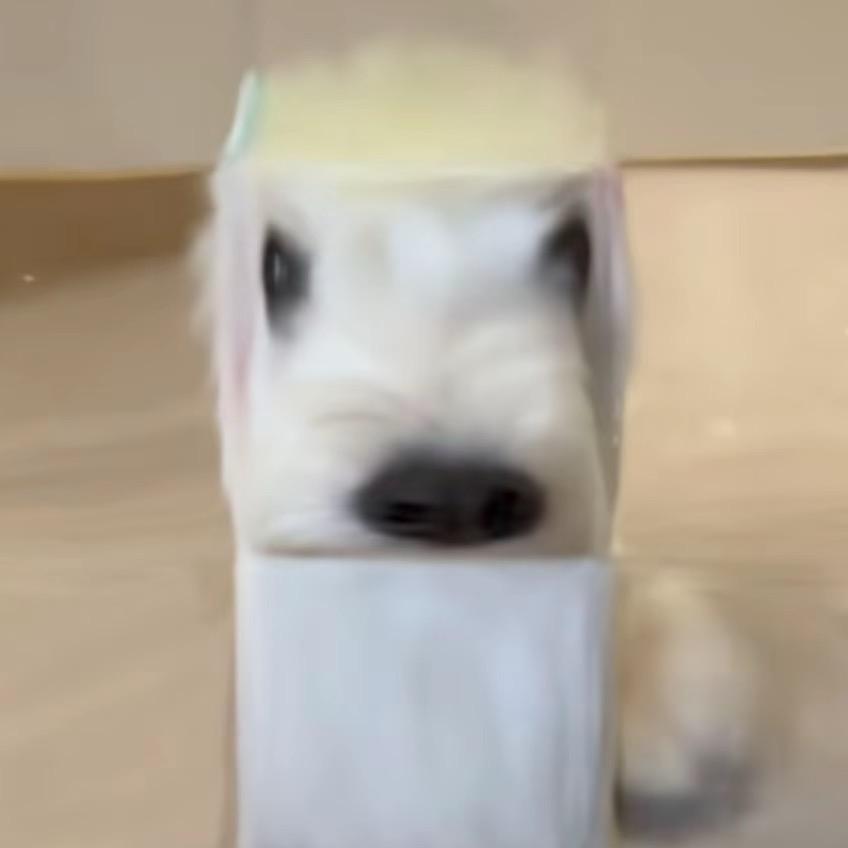 哲子