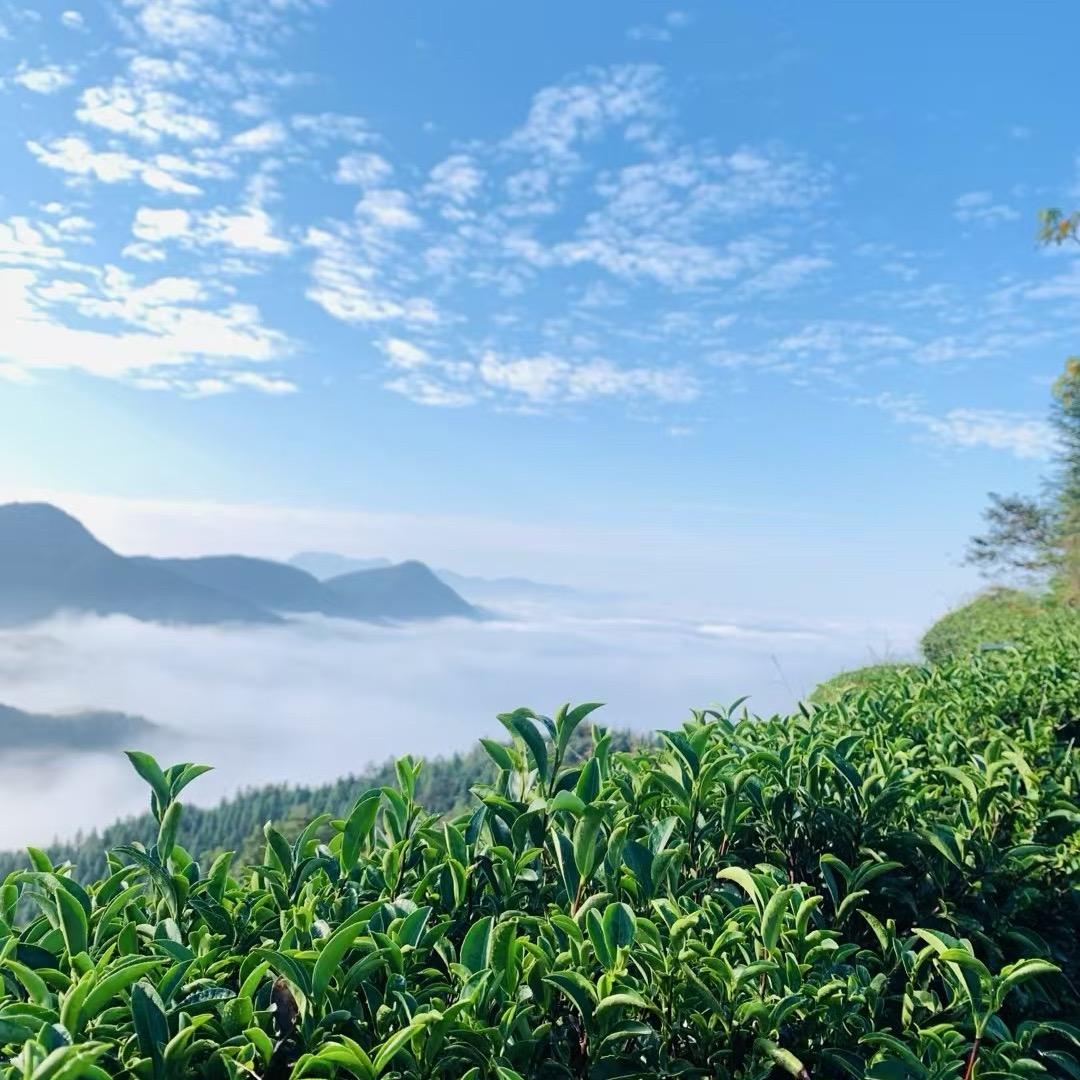 适口茶叶