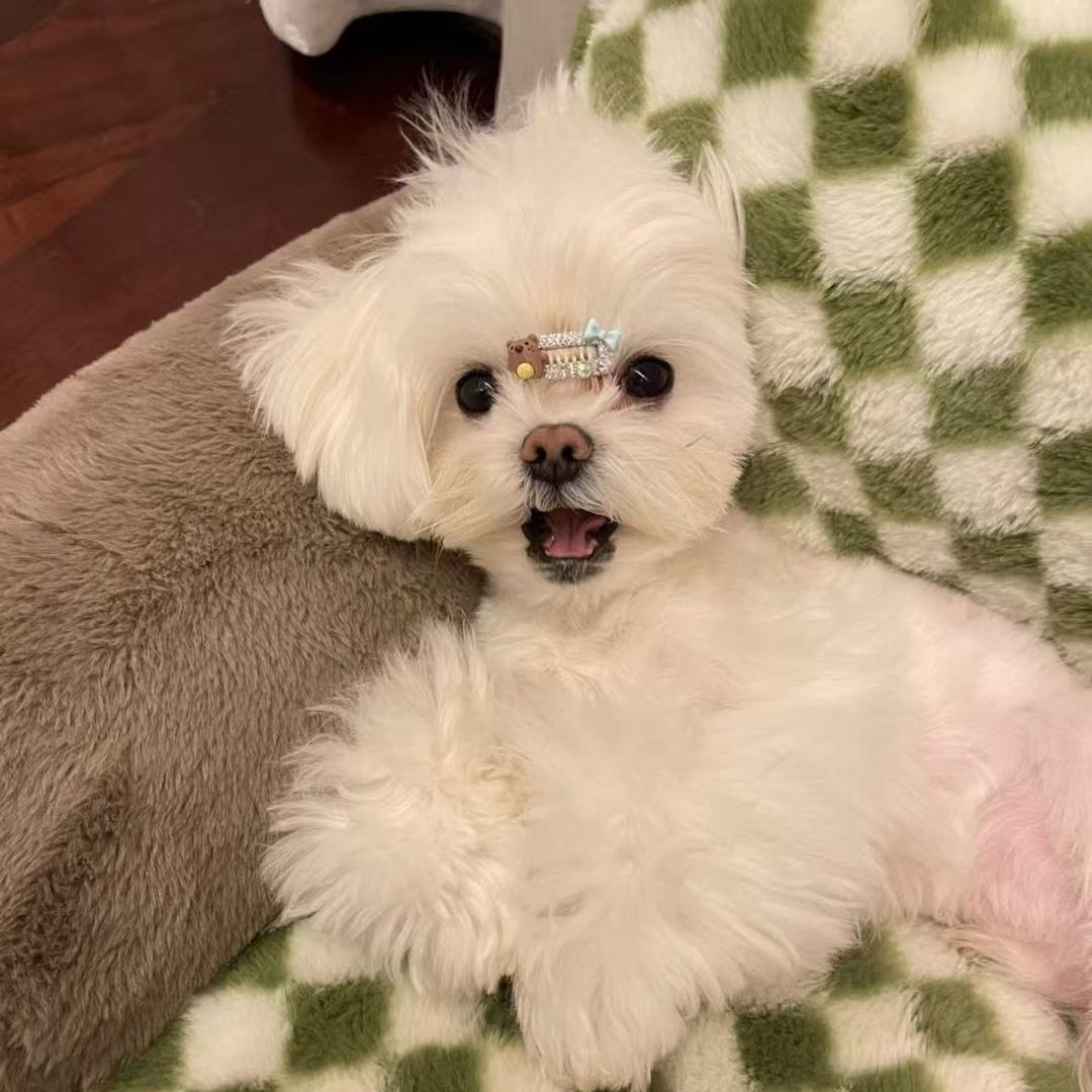 塔塔可厉害了