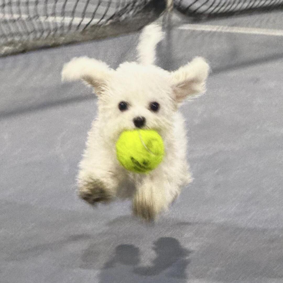 康伴严选宠物阿康家