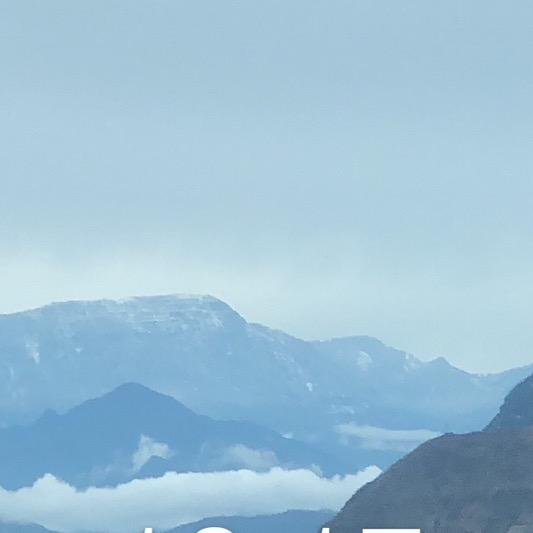 大风吹倒梧桐树@