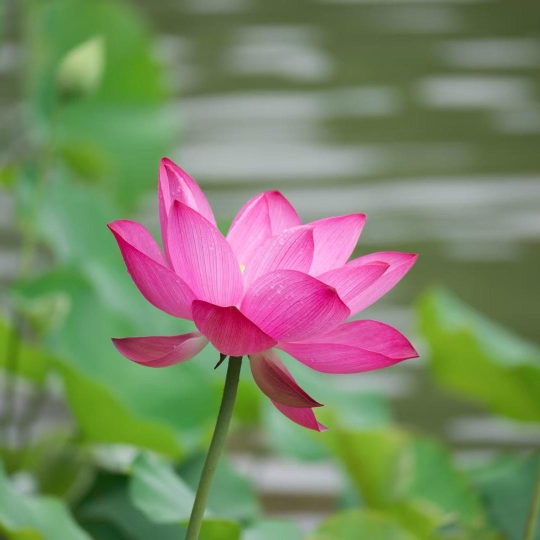 小甜瓜（努力版）