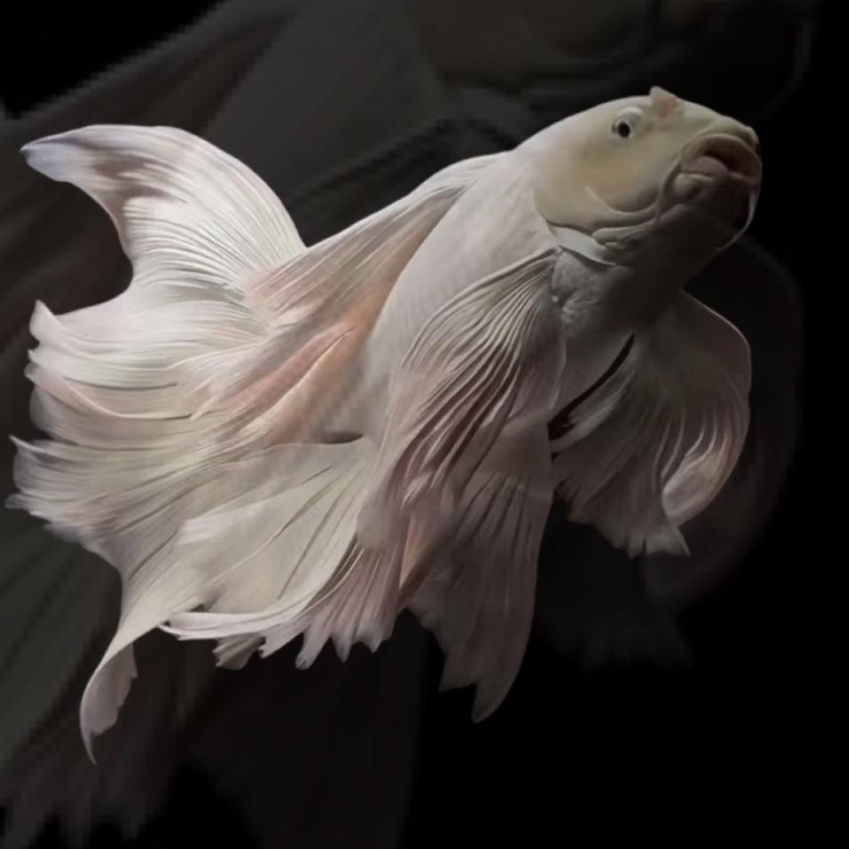 隆鲤水族馆（蝴蝶鲤）
