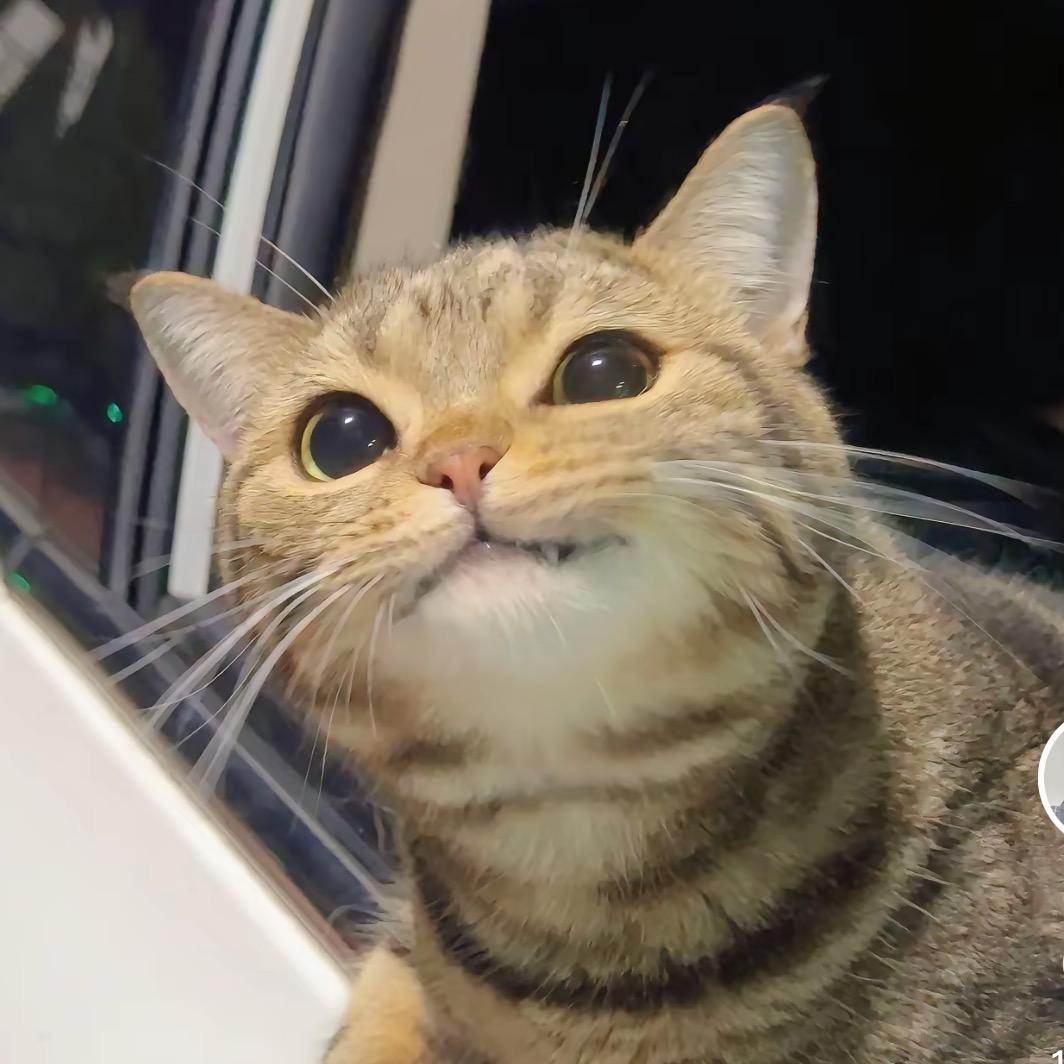 椰子角角头像