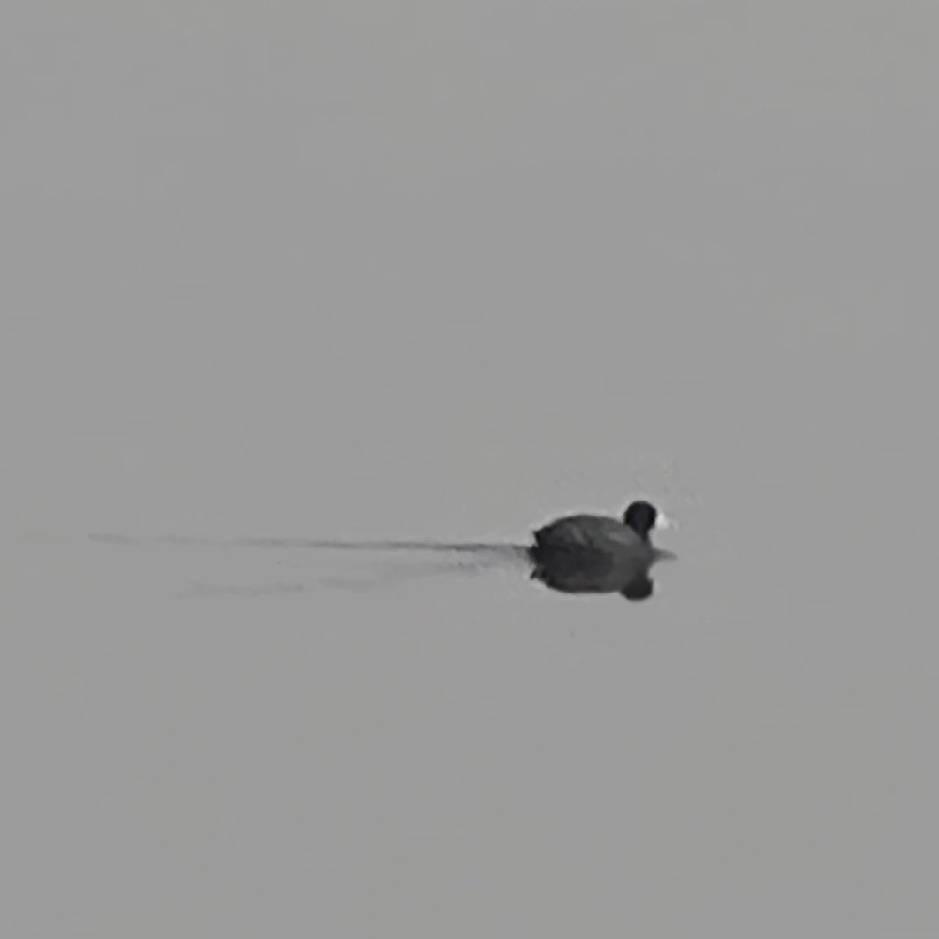 沫沫
