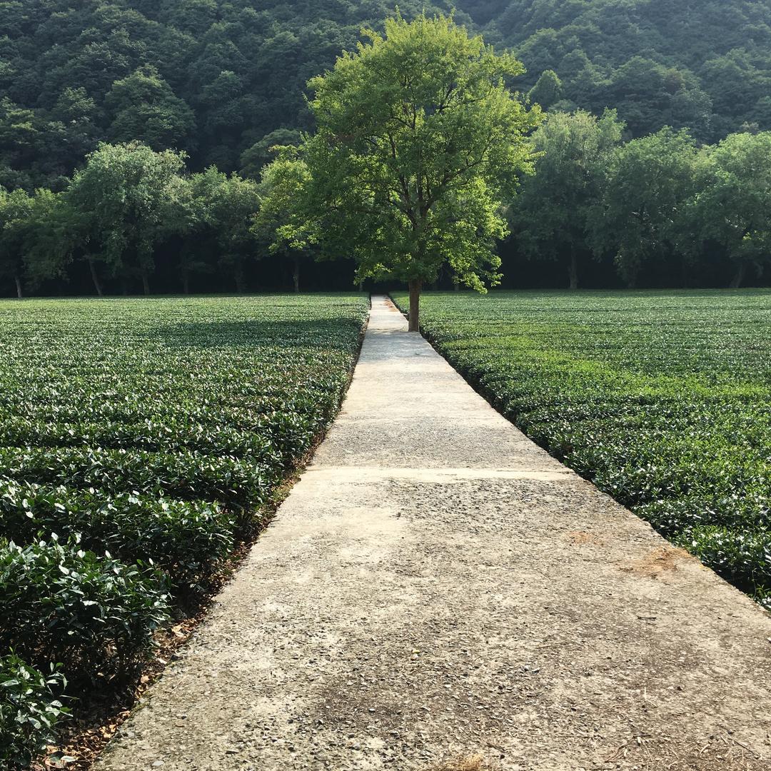 豆瓣酱