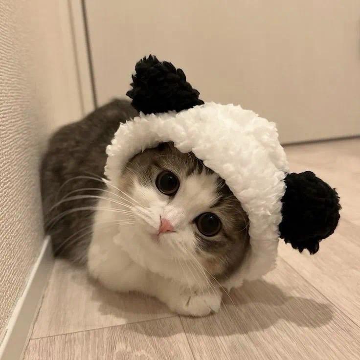 玩偶